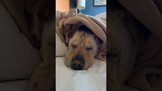 When you blend in with your blanket. #sharpei #lazy #dogshorts #doglife