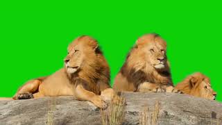 Lion Green Screen Template. #greenscreen #screencrafters