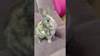 Кролик разрушитель🐰😱 #домашниеживотные #кролик