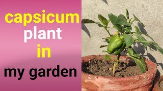 How to grow capsicum plant in pot? । केप्सिकम के प्लांट्स को गमले  मे लगाए