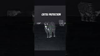 Cattle Protection with Thermal Scopes Iray Bolt 50 V2