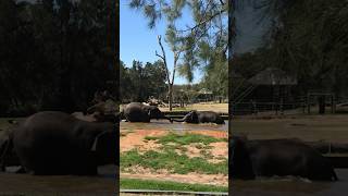 Elephants Fighting or Playing? Part4 #shorts #elephant #zoo #ytshorts