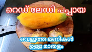 @GeorgeTheIndianFarmer വീട്ടിൽ ഉണ്ടായ റെഡ് ലേഡി പപ്പായ, മാതളം മുറിച്ചു ടേസ്റ്റ് നോക്കിയപ്പോൾ.