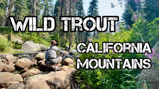 Day 1 Camping & Fishing in the California Sequoias