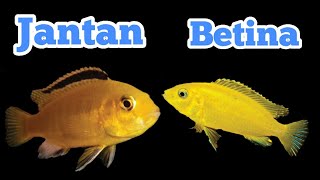 CARA MEMBEDAKAN IKAN LEMON JANTAN DAN IKAN LEMON BETINA