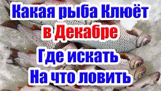 Какая рыба клюет в Декабре Где искать На что ловить рыбу в Декабре Клев рыбы