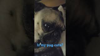 is my pug cute? #cutepug