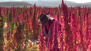 The Life Cycle of Quinoa | Modern Agricultural Cultivation and Harvesting of Quinoa