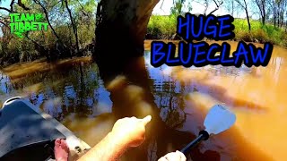 Remote Outback Creek LOADED with HUGE Crawdads !!!