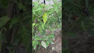 ছোট্ট মরিচের গুণ- মরিচ গাছে প্রথম ফল আসছে | #trendingvideo #fruit #shortvideos #viral #shortsfeed