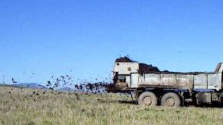 Case IH mxu 135 a tatra agro 815