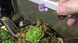 Como Polinizar una pinguicula esseriana - Planta Carnívora