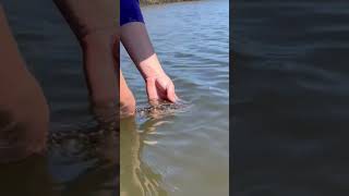 Just a lil guy!! #flounder #louisiana #fishing