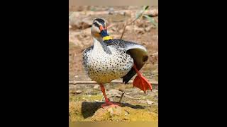 spot billed duck                      (anas poecilorhyncha)    HİNT RENKLİ GAGALI ÖRDEĞİ