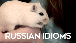 Funny Russian idioms