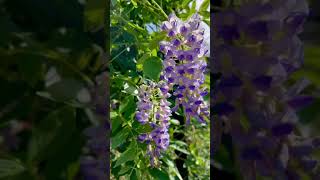 HOA TỬ ĐẰNG - CHINESE WISTERIA