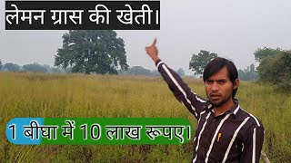 लेमन ग्रास की खेती || पहली बार उन्नाव जिले में लेमनग्रास की खेती || #उन्नाव #Unnaoytr