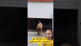 تم الوصول اصغر زغلول في مصر و السعودية و اشرس كلب الحراسه في قطر #shorts #السعودية #قطر #رمضان