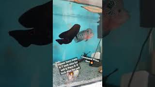 male Adult flowerhorn for sell pacu pirana aslo for sell comments fast 🔥🔥🔥🔥🔥