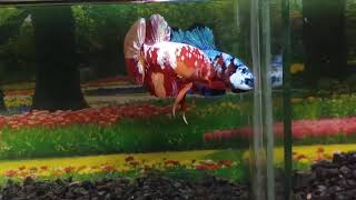 BETTA HMPK CANDY GALAXY ( Male)