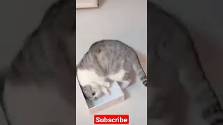 😂😺🐈🤣🤭💯 cats funny 😂🤣 video