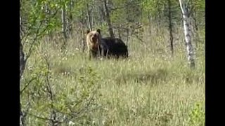 Опасная охота на медведя в берлоге , жесть