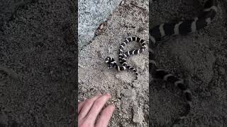 Snakes Bites My Finger…