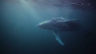 Humpback close encounter #sardinerun  #ocean #whalewatching #humpback #whale #southafrica