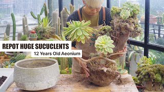 Repot HUGE Succulents - How to Repot 12 Years Old Bonsai Aeonium Sunburst ☀️🌻// Joy Garden