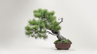 Second Repotting on a Ponderosa Pine Bonsai Tree