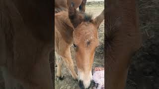 День рождения #horse #лошади