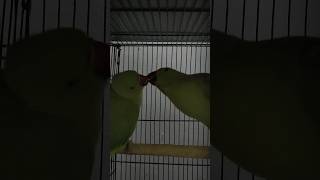 Ringneck Pair Food exchange #cockatielqueen #indianringneck #ringneckparrot #ringneck #parrot #birds