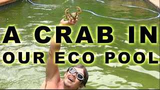 river crab in our eco pool