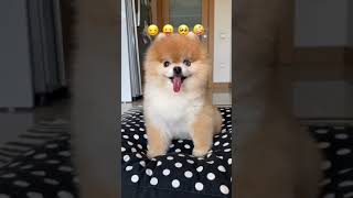 Cute Animals |Funny animals Reaction 2021#690.