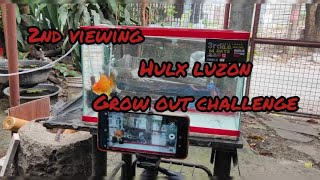 2nd viewing of hulx luzon grow out challenge #goldfishtanksetup #HULXPHILIPPINES #HULXGROOMING