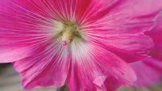 Beautiful Garden - a Lovely Little DJI Osmo Action & Ulanzi 15x Macro Lens Photography Journal