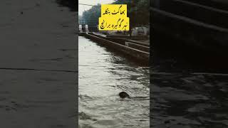 punjab dy rang بھاگٹ بنگلہ گوگیرہ برانچ ٹوبہ ٹیک سنگھ #youtubeshorts #shorts #canal