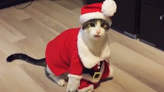 Cats in Christmas Costumes 🎅 [Funny Pets]