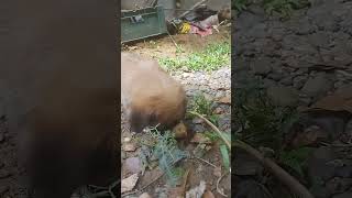 Two cute Philippine puppies sharing bone #trending #viralvideo #puppy #puppies #doglover #dog #trend