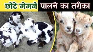 Memno Ka Palan |Bakri Palan |Bakri Ke Bacche Kaise Pale |Vimalumrao