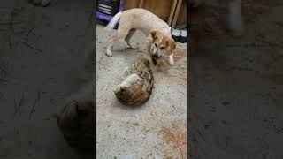 English hound pup "ginny" plays with frozen coon