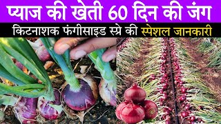 प्याज की खेती किटनाशक स्प्रे की स्पेशल जानकारी | Pyaj thrips control🚿pyaj ki kheti🐛Onion farming