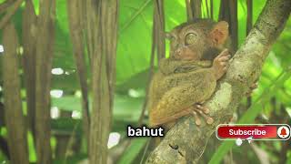 Title: Meet the Tarsiers: The Wide-Eyed Wonders of the Jungle 🌿👀