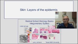 Skin Layers of the Epidermis