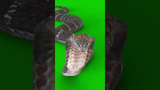 La Serpiente Gigante que Defía la Imaginación ¡Descúbrela! #shorts #viral