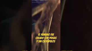 El humano fue creado con prisas y sin escrúpulos