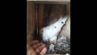 ছানা গুলো কে ধরতে যেয়ে।।#shortvideo #nature #naturephotograph