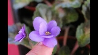 mini african violet