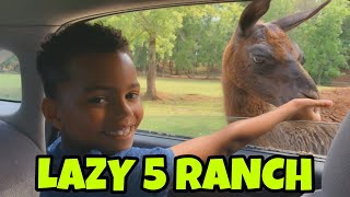 My Trip To Lazy 5 Ranch To See The Animals