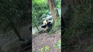 Vi faccio vedere come mangia un panda gigante!!!